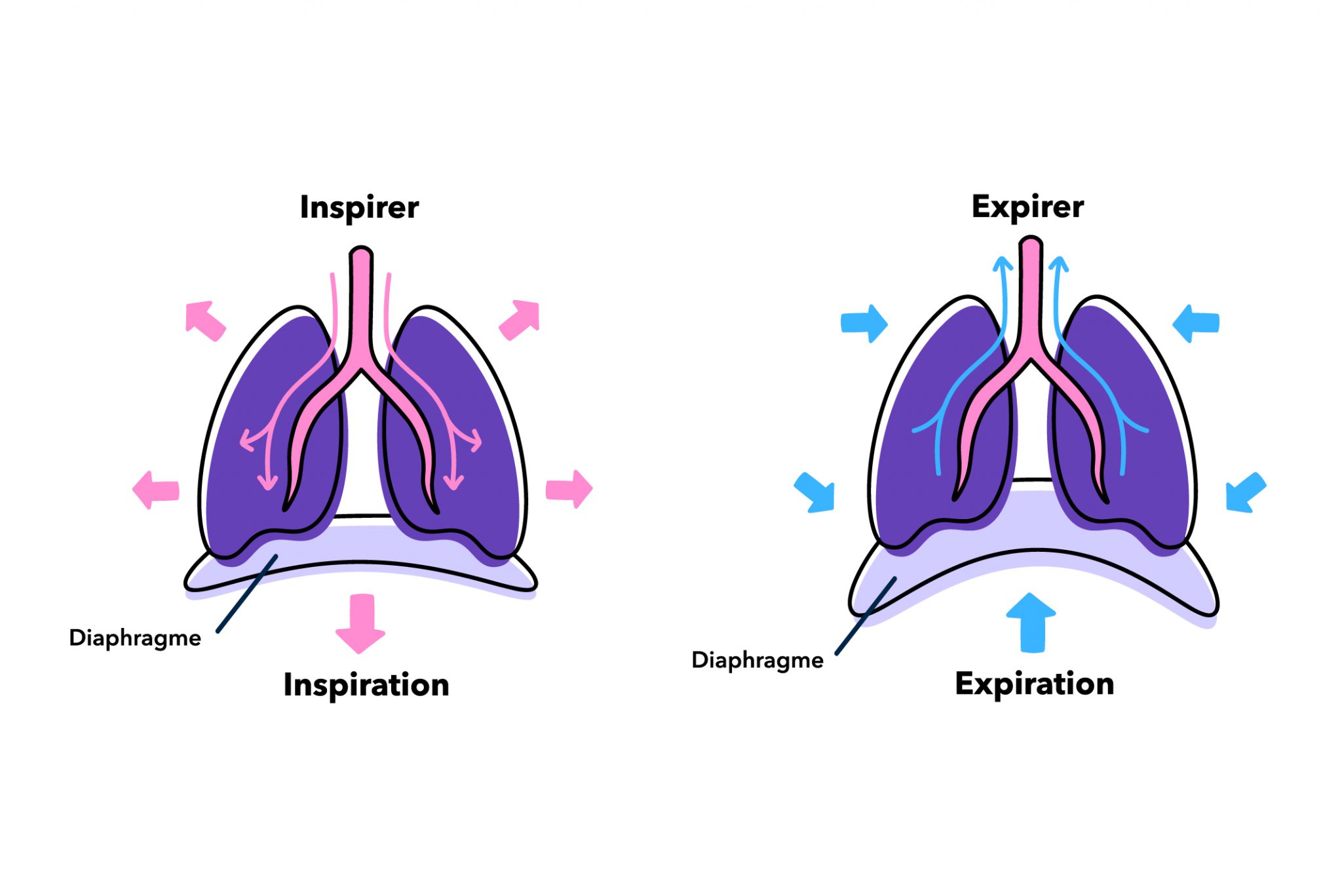 D Couvre La Respiration Diaphragmatique Meditopia Blog