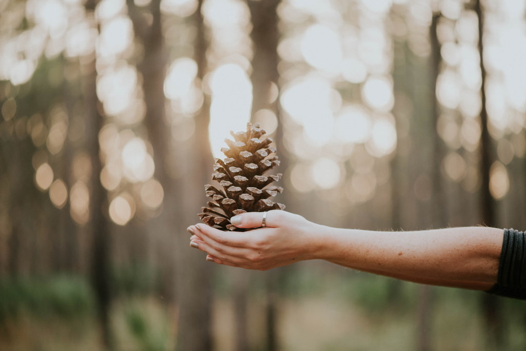 hands in nature