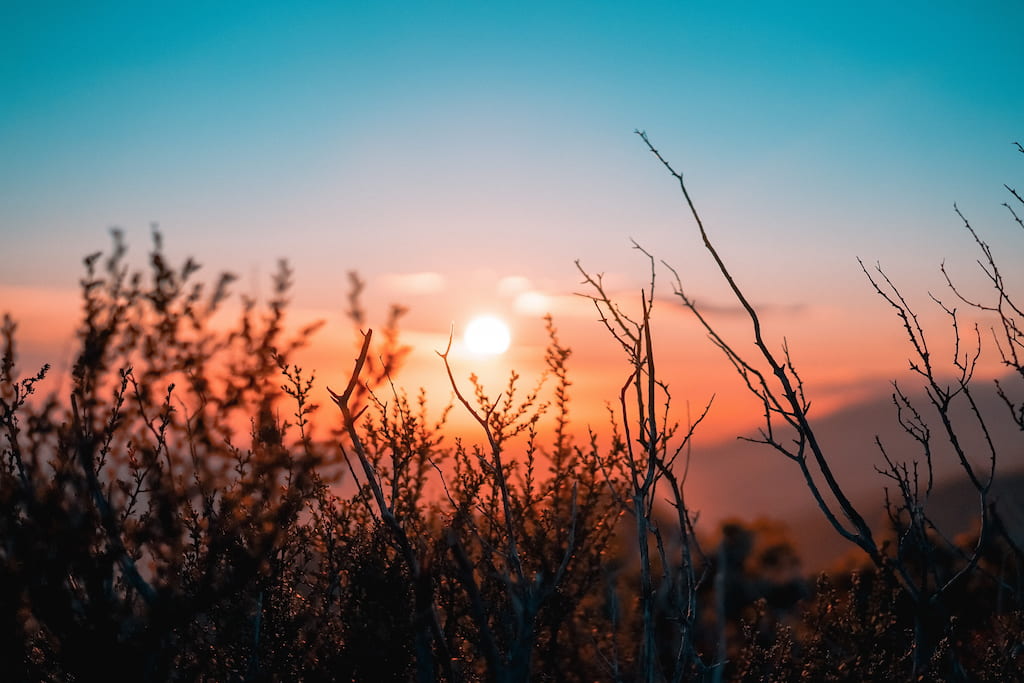 plants and sunset