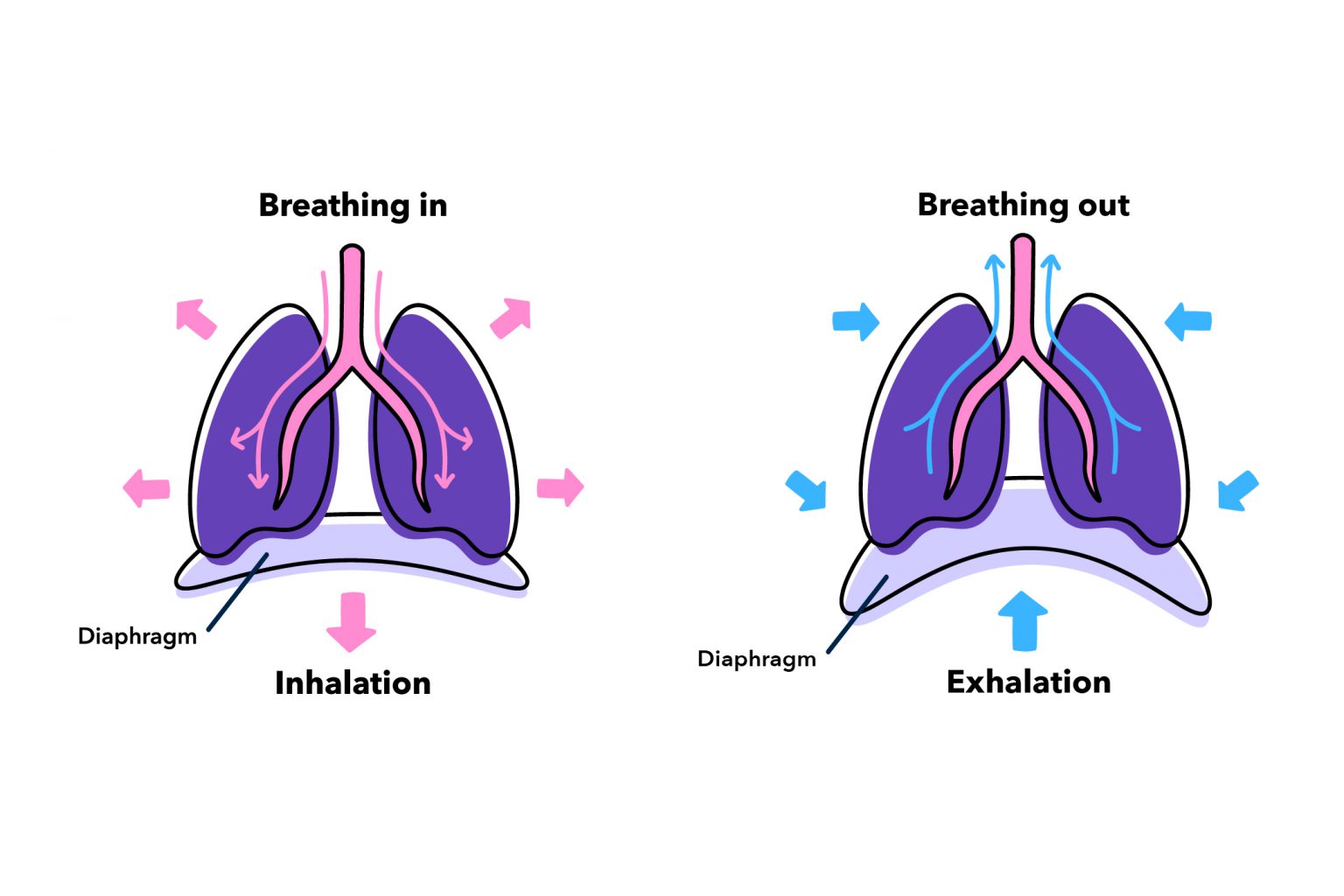 Discover Diaphragmatic Breathing! - Meditopia Blog