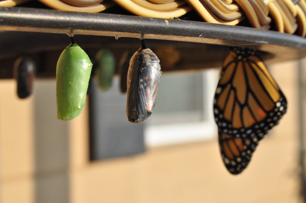 caterpillar to butterfly