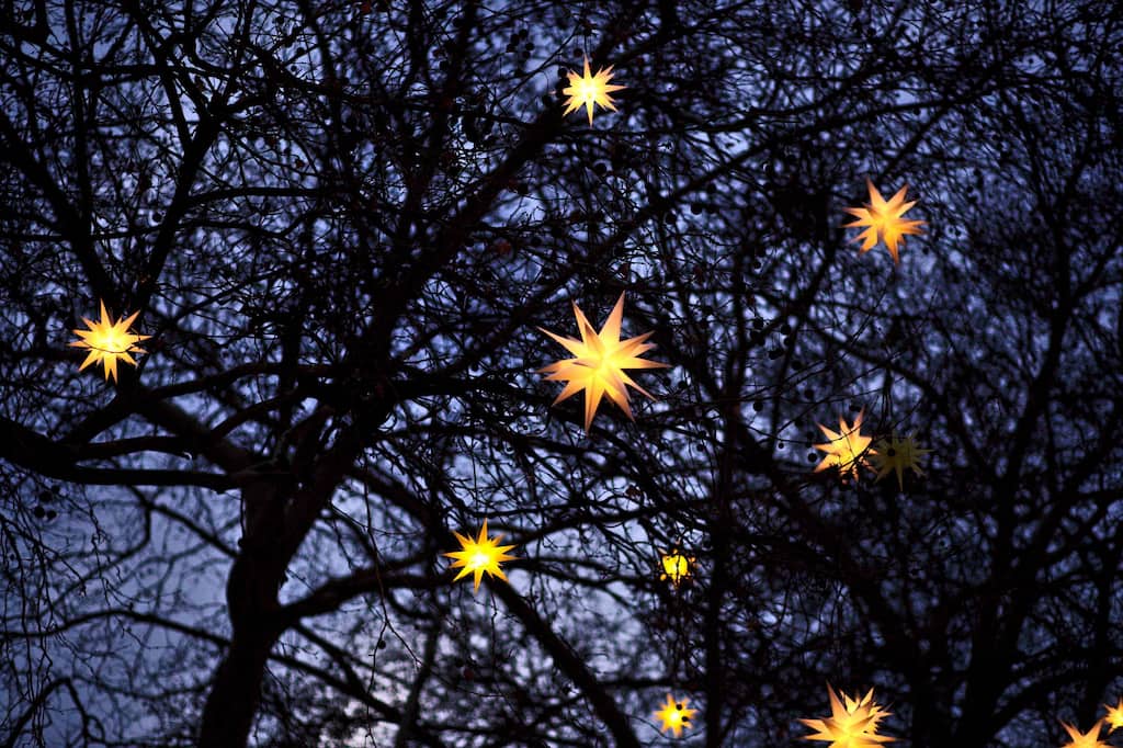 Stars in the tree
