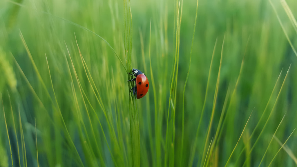 ladybug